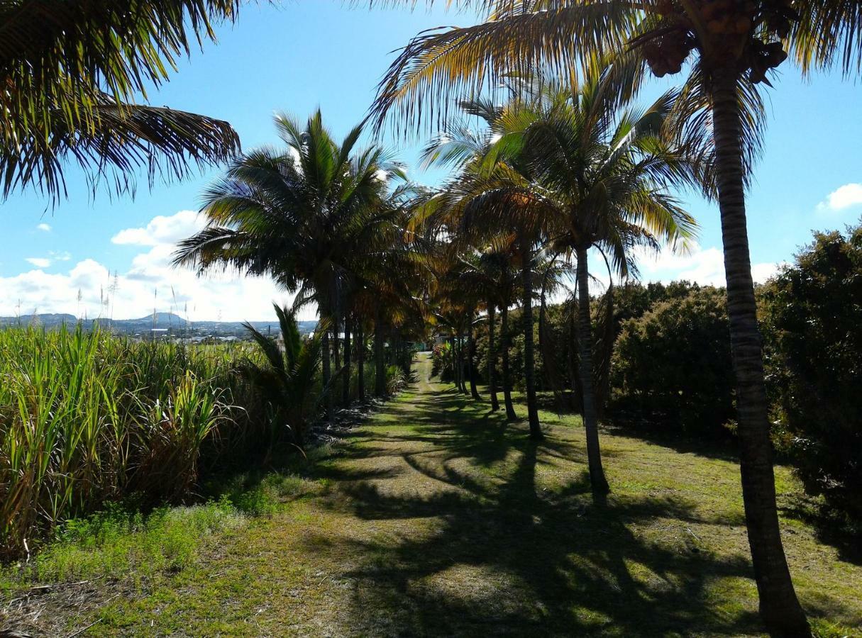 Zoiseaux Paradis Ravine des Cabris Exterior photo